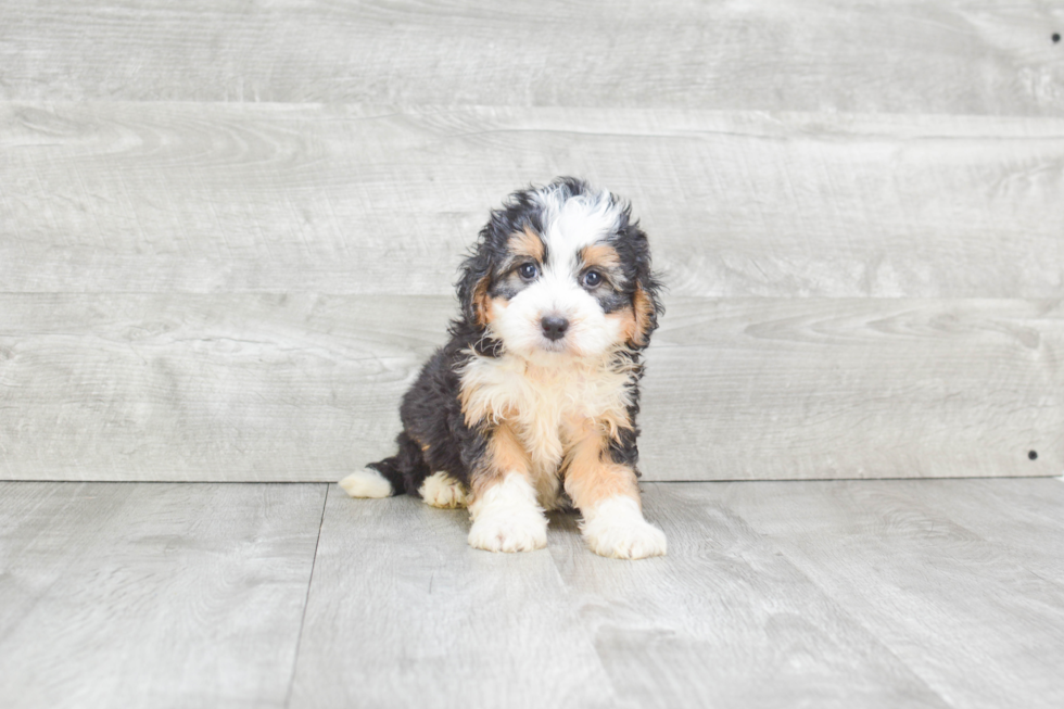 Little Bernadoodle Poodle Mix Puppy