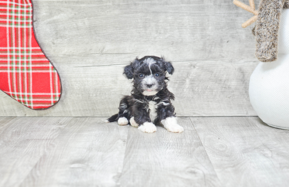 Akc Registered Havanese Purebred Pup