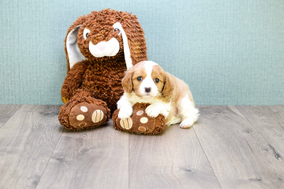 Meet William - our Cavalier King Charles Spaniel Puppy Photo 