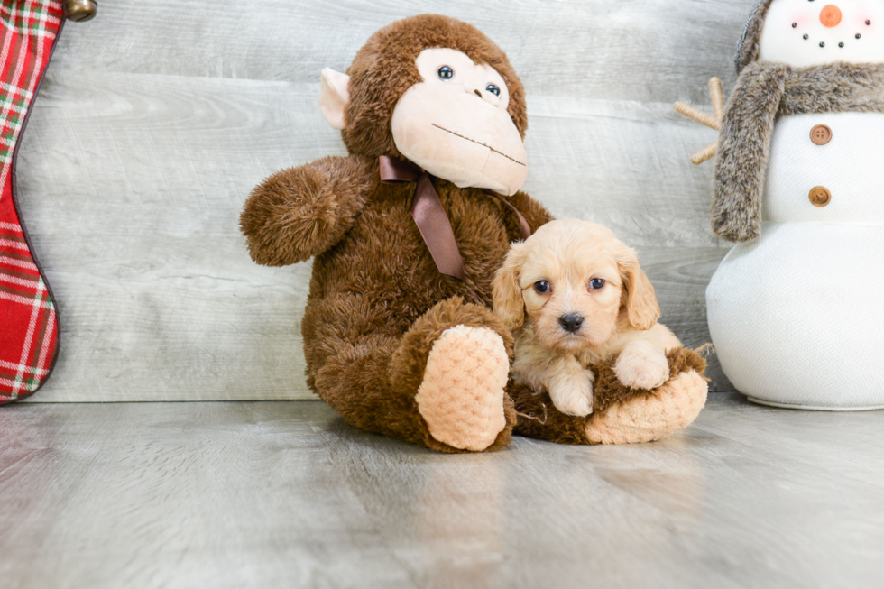 Cavachon Puppy for Adoption