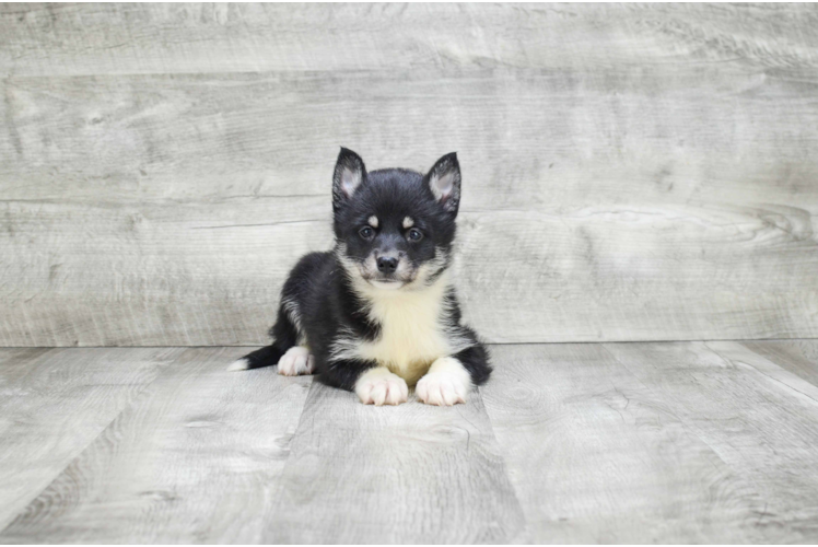 Pomsky Puppy for Adoption