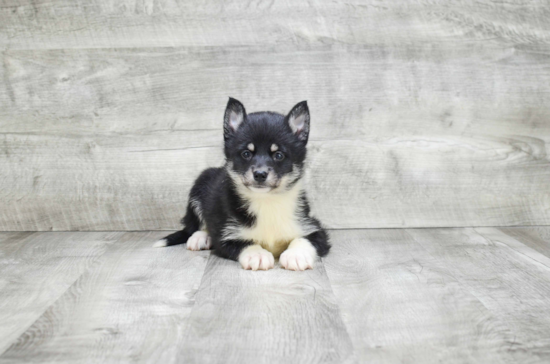 Pomsky Puppy for Adoption