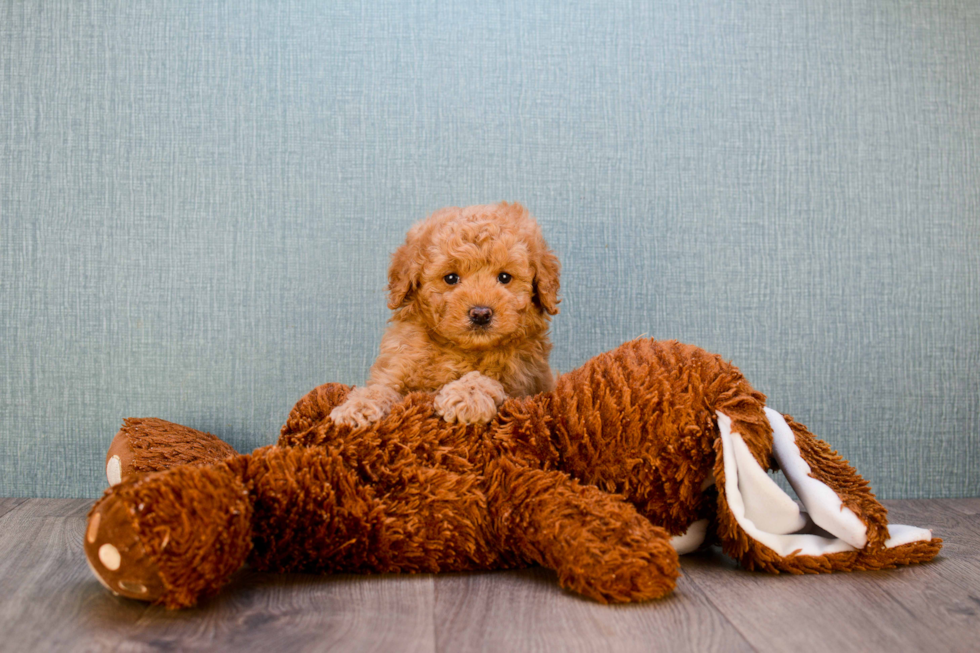 Best Mini Goldendoodle Baby