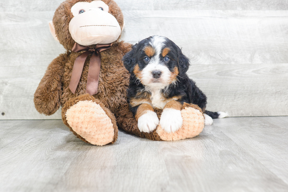 Sweet Mini Bernedoodle Baby