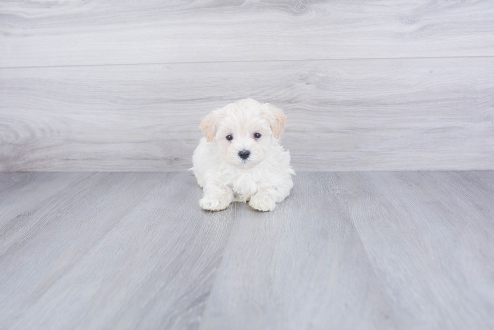 Best Maltipoo Baby