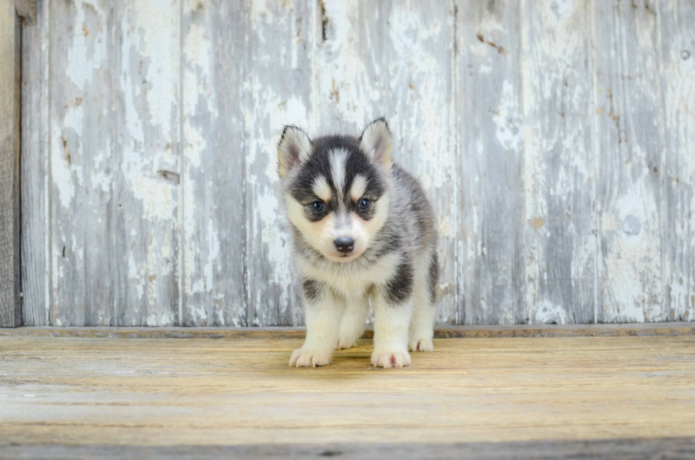 Best Pomsky Baby