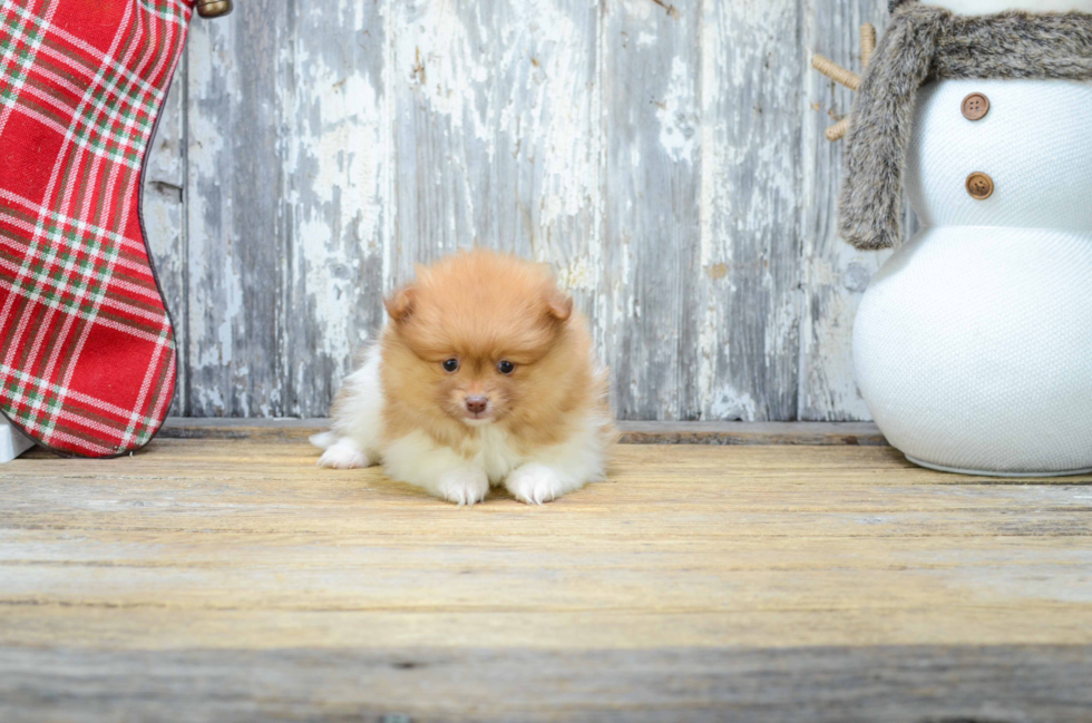 Pomeranian Pup Being Cute