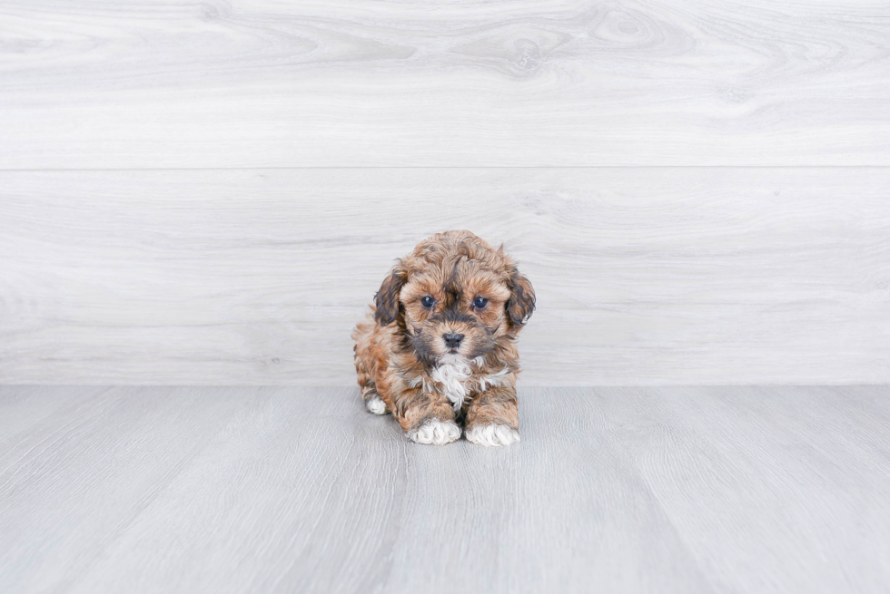 Petite Maltipoo Poodle Mix Pup