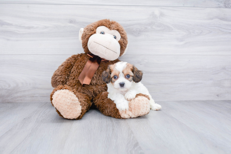 Cute Cavachon Baby