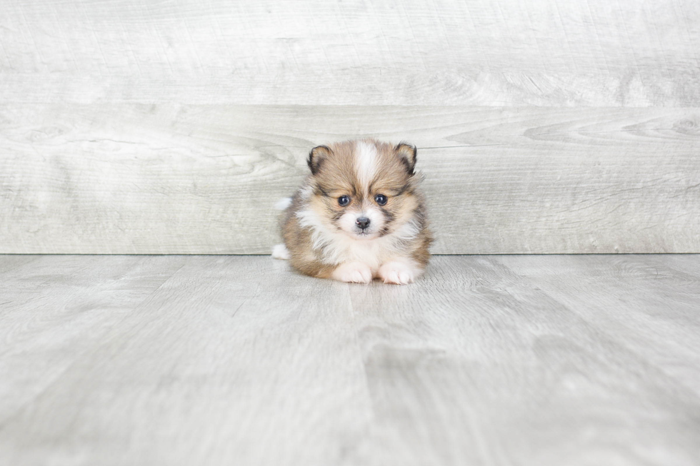 Pomeranian Puppy for Adoption