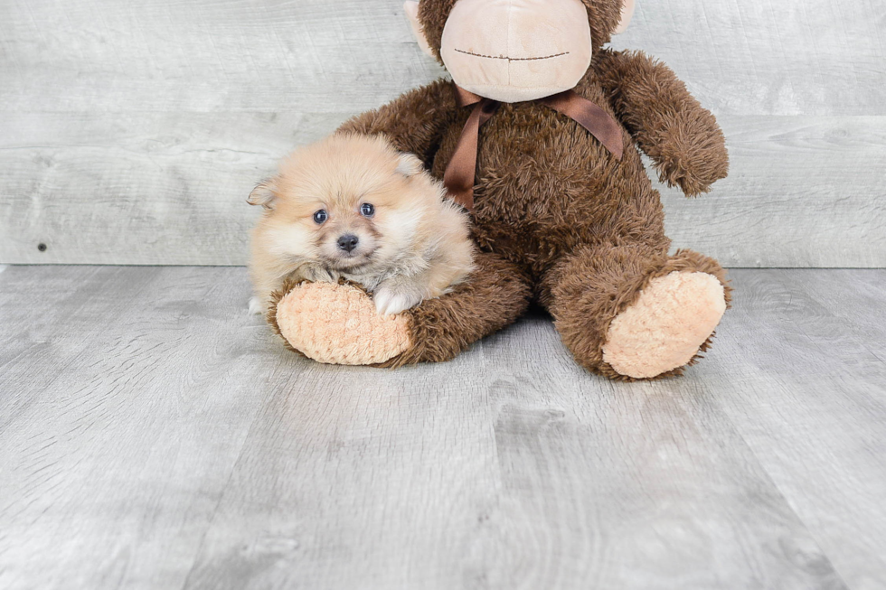 Energetic Pomeranian Purebred Puppy