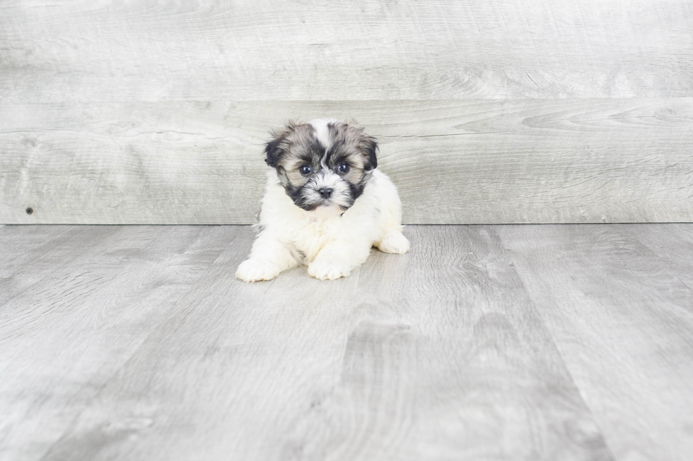 Small Havanese Baby