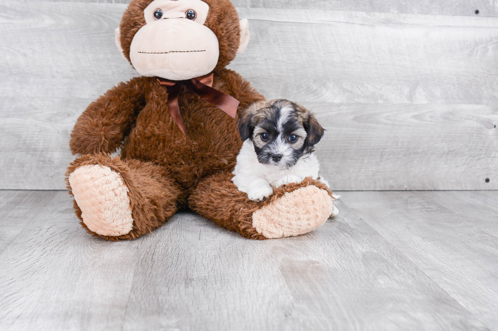 Playful Maltepoo Poodle Mix Puppy