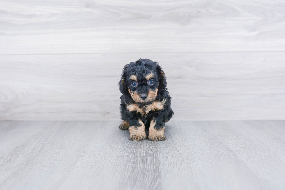 Mini Bernedoodle Puppy for Adoption