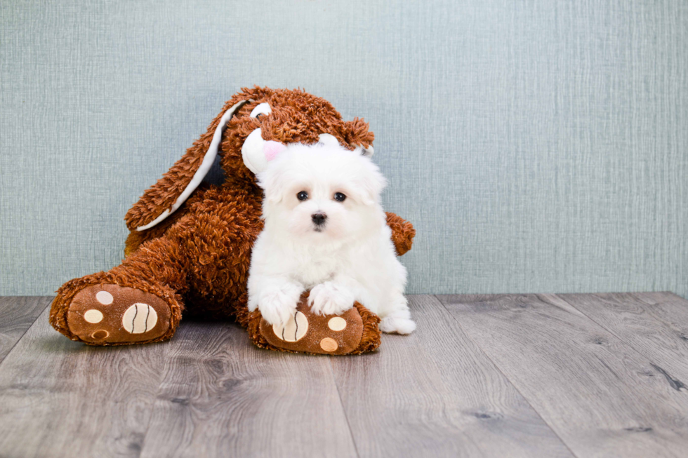 Cute Maltese Purebred Puppy