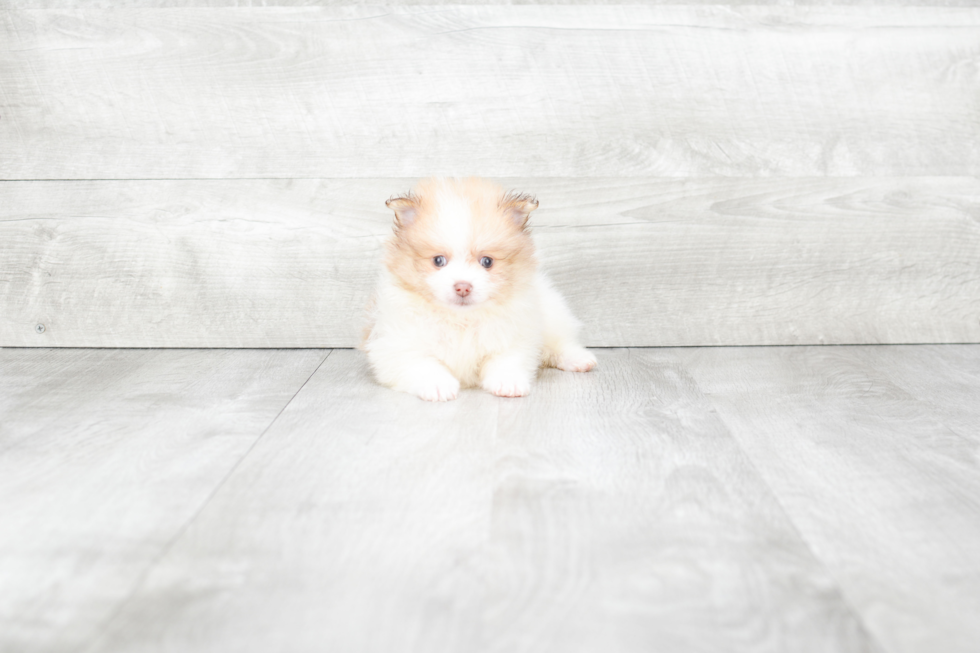 Pomeranian Pup Being Cute