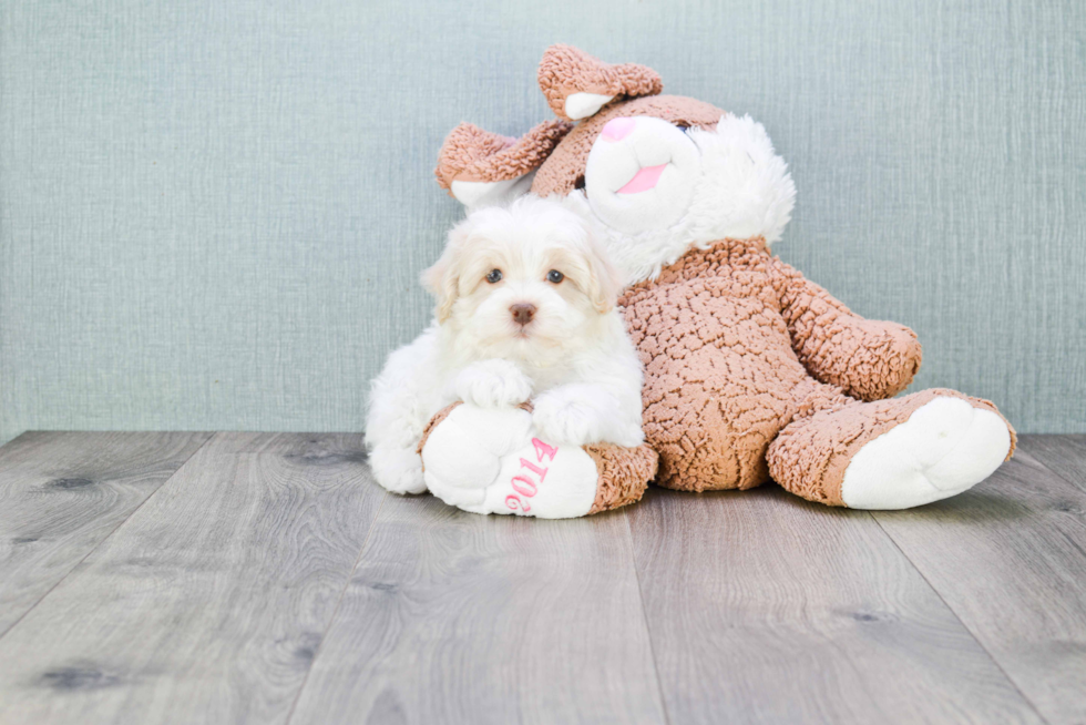Sweet Havanese Purebred Puppy