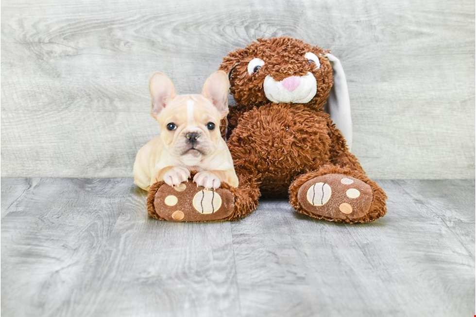 French Bulldog Pup Being Cute