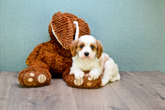 Cavalier King Charles Spaniel Pup Being Cute