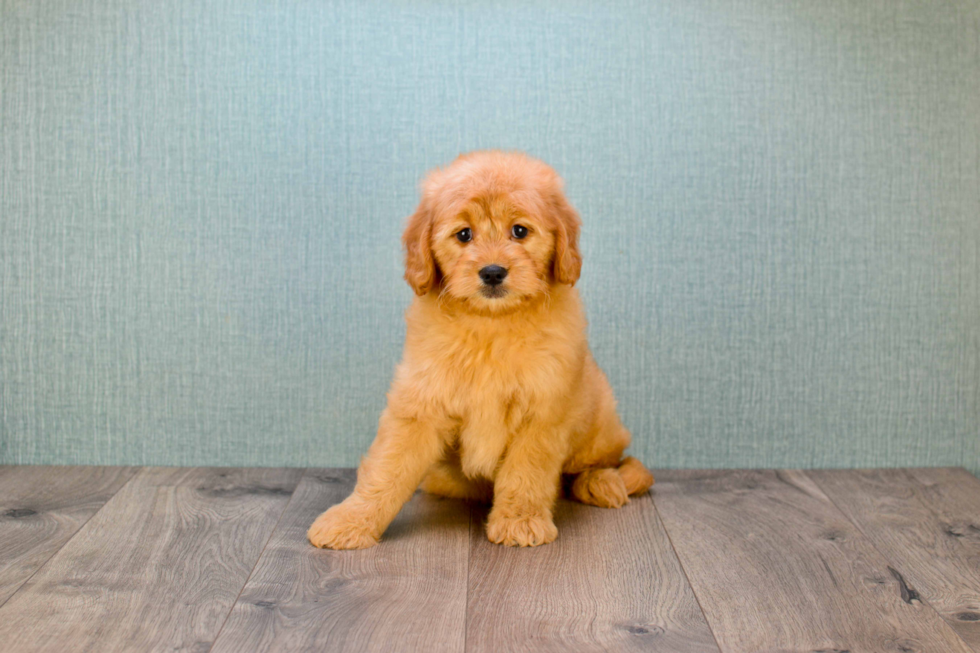 Mini Goldendoodle Pup Being Cute