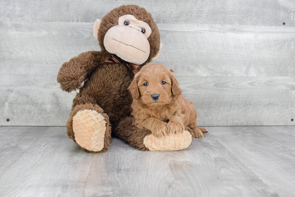 Smart Mini Goldendoodle Poodle Mix Pup