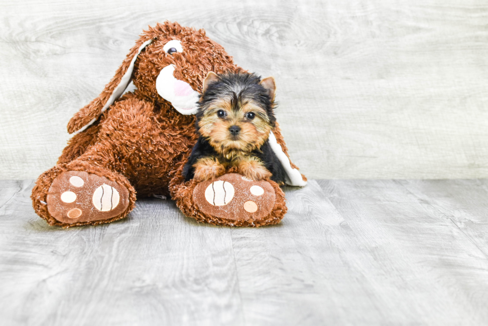 Meet Tinkerbell - our Yorkshire Terrier Puppy Photo 