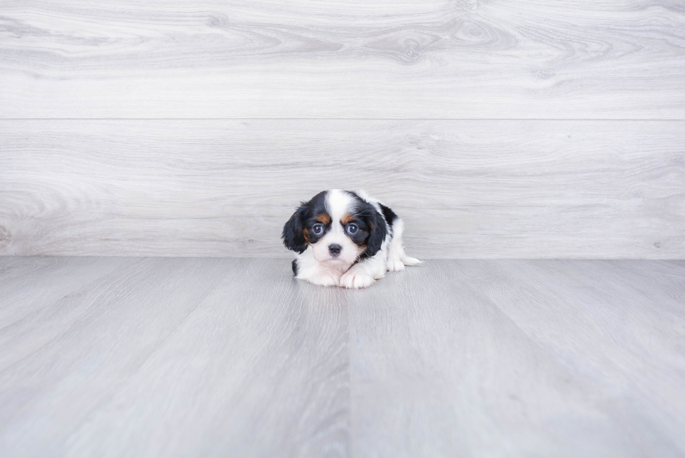 Cavalier King Charles Spaniel Pup Being Cute