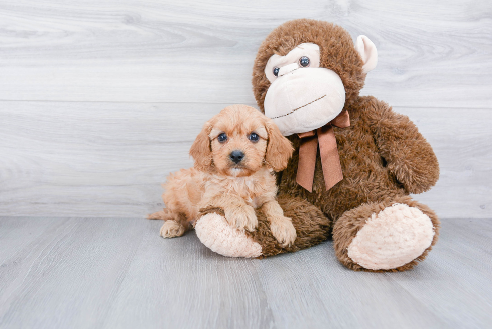 Cavapoo Puppy for Adoption