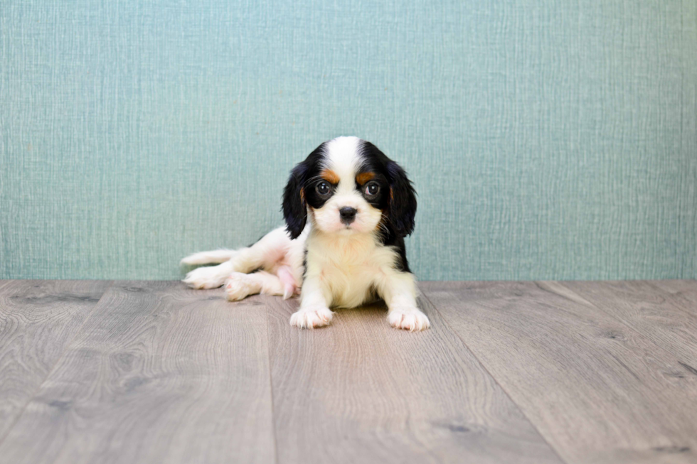 Adorable Cavalier King Charles Spaniel Purebred Puppy