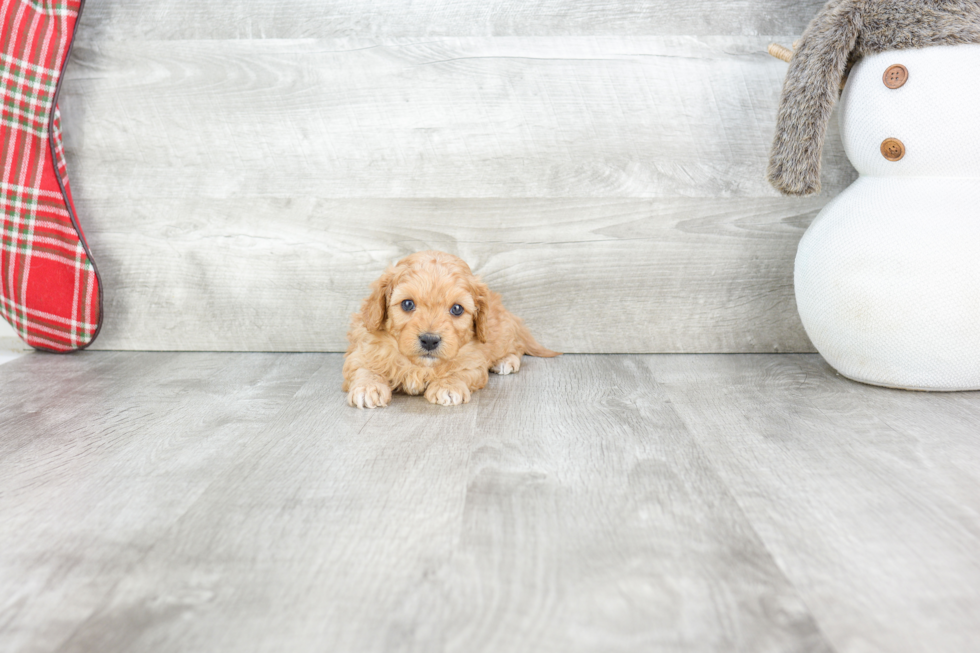 Small Cavapoo Baby