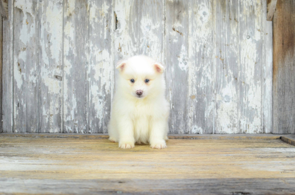 Pomsky Pup Being Cute