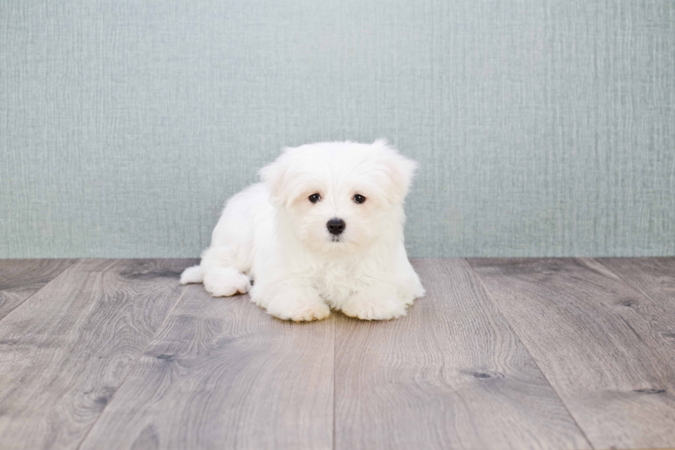 Maltese Pup Being Cute