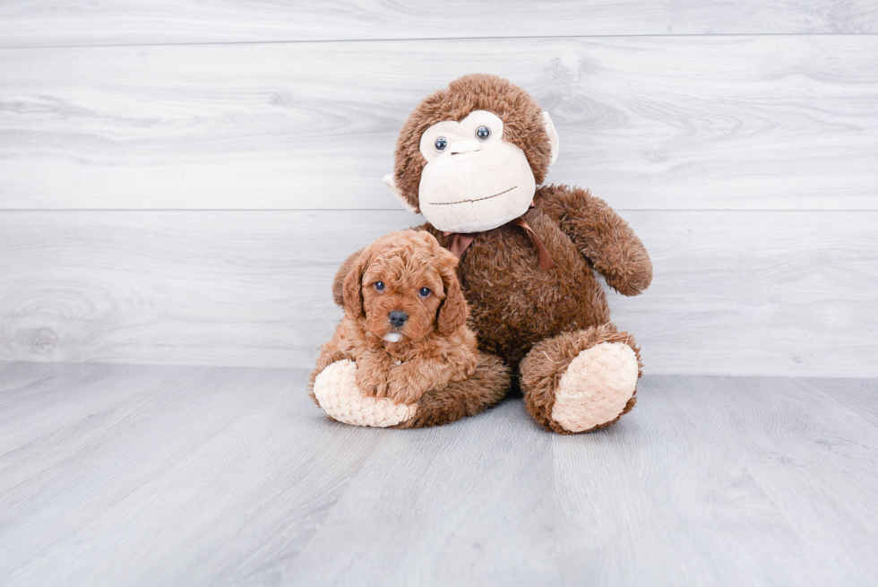 Cavapoo Puppy for Adoption