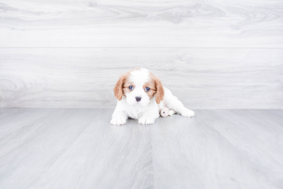 Happy Cavalier King Charles Spaniel Purebred Puppy