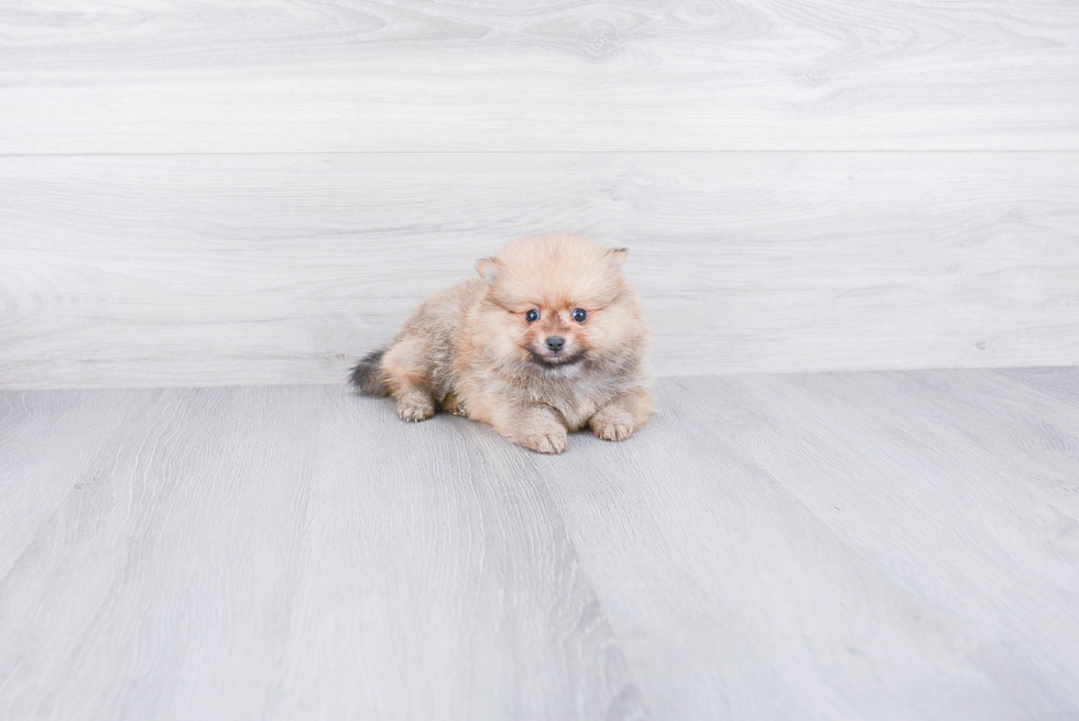 Best Pomeranian Baby