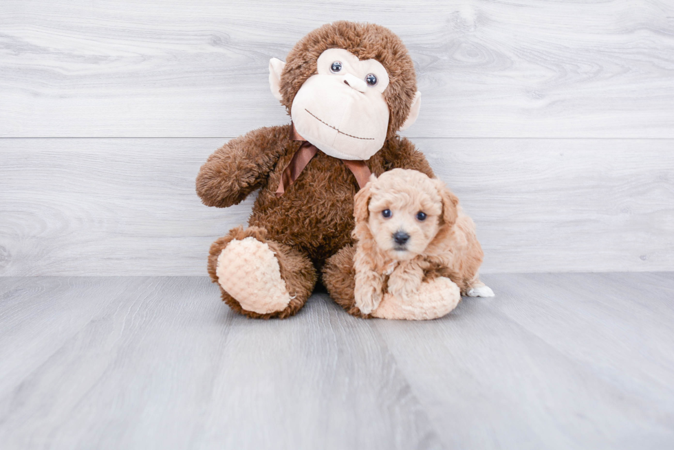 Fluffy Cavapoo Poodle Mix Pup