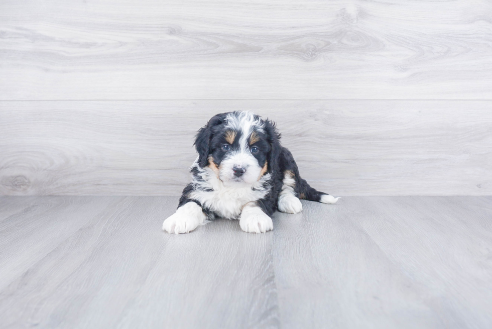 Best Mini Bernedoodle Baby