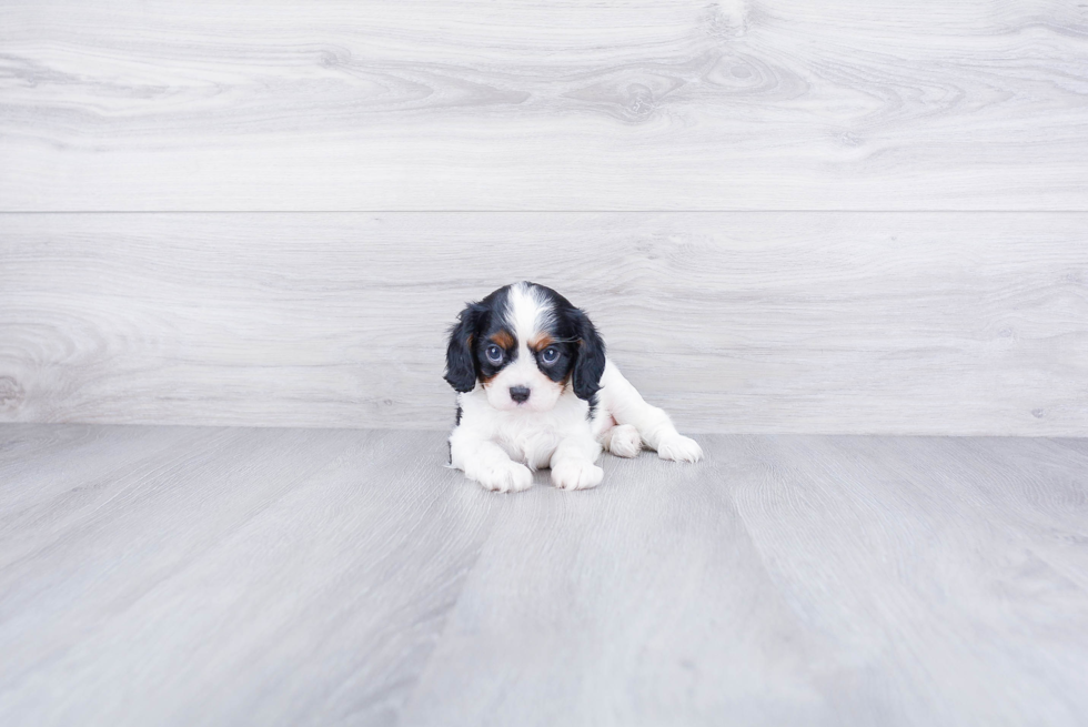 Cavalier King Charles Spaniel Pup Being Cute