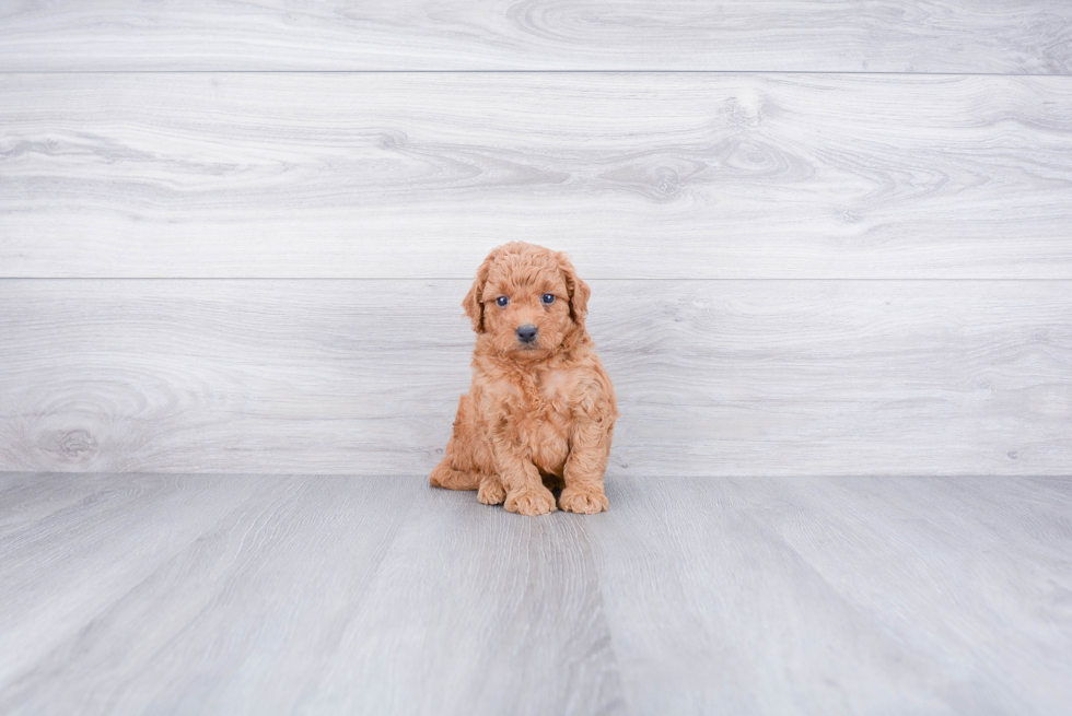 Best Mini Goldendoodle Baby