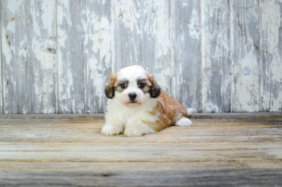 Teddy Bear Pup Being Cute