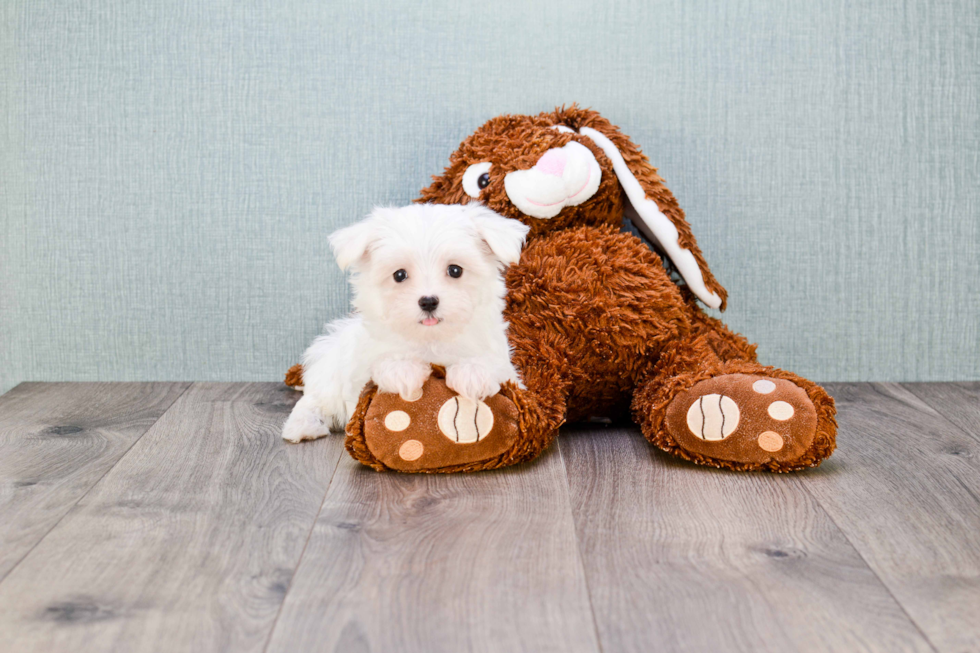 Maltese Puppy for Adoption