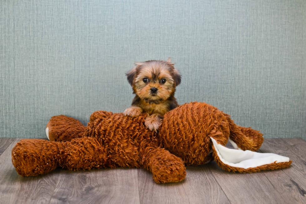 Friendly Shorkie Baby