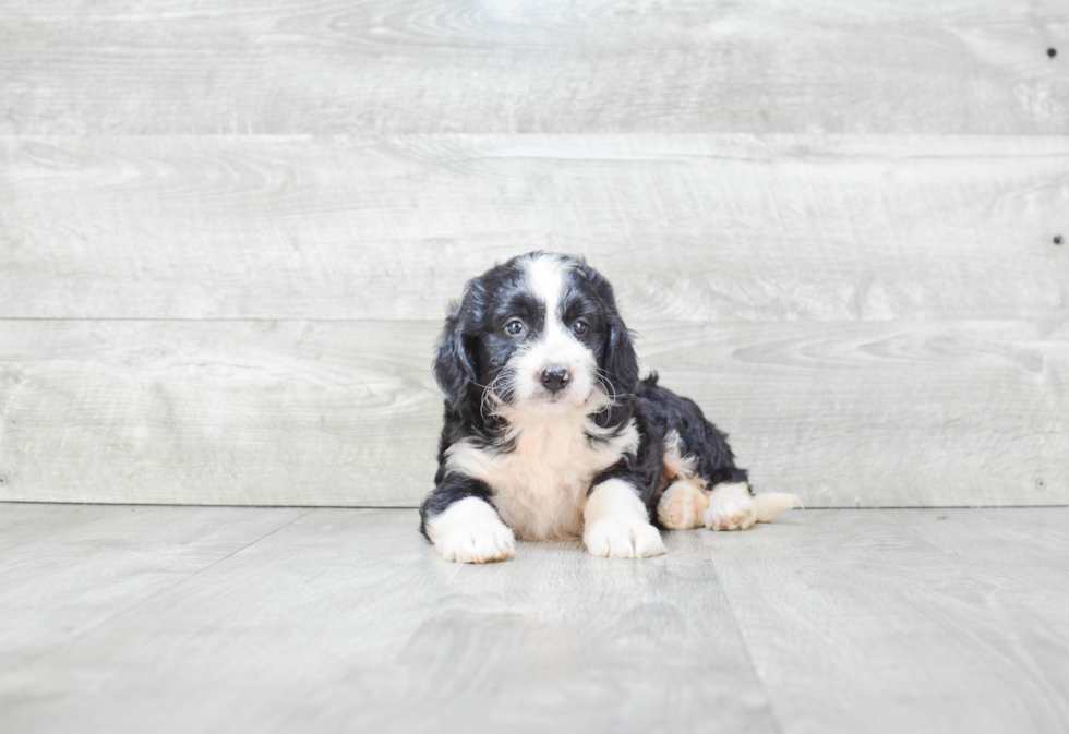 Mini Bernedoodle Puppy for Adoption