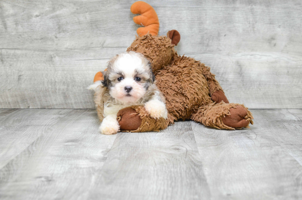 Teddy Bear Puppy for Adoption