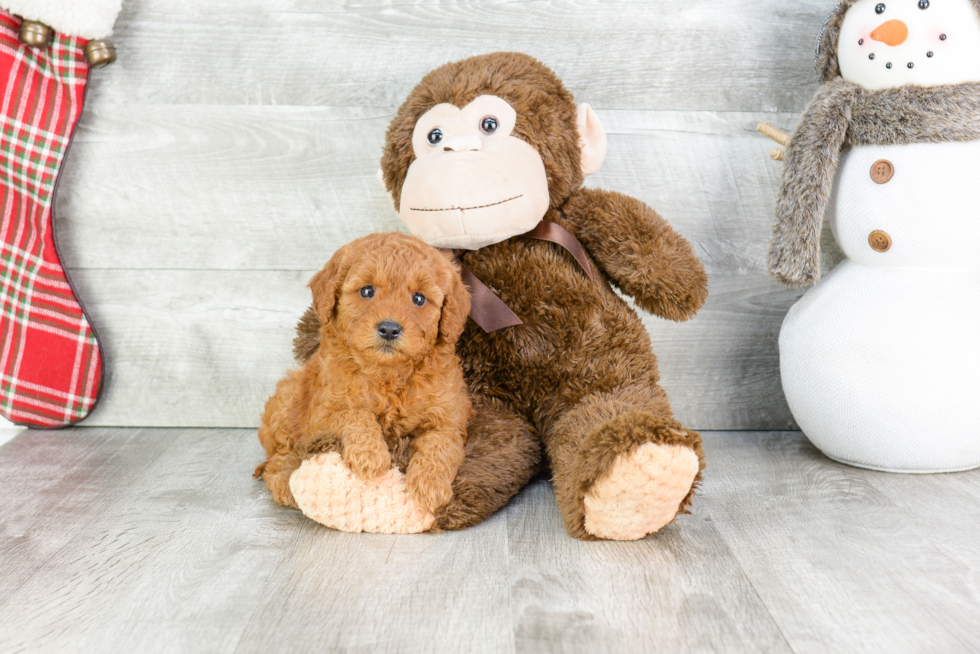 Best Mini Goldendoodle Baby