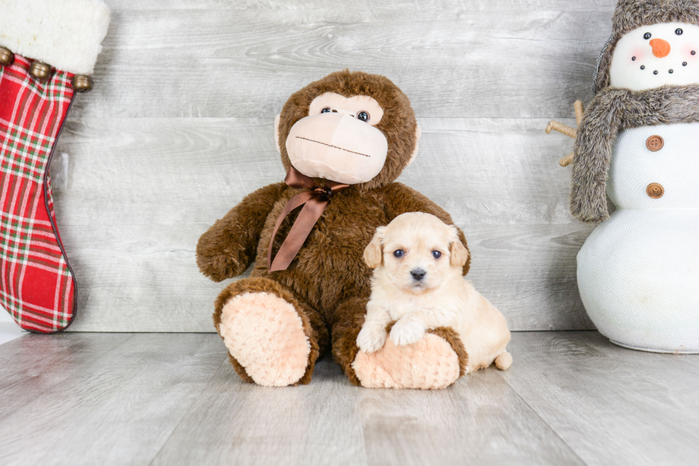 Adorable Cavalier Designer Puppy