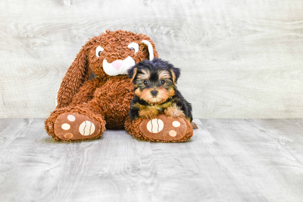 Meet Twinkle - our Yorkshire Terrier Puppy Photo 