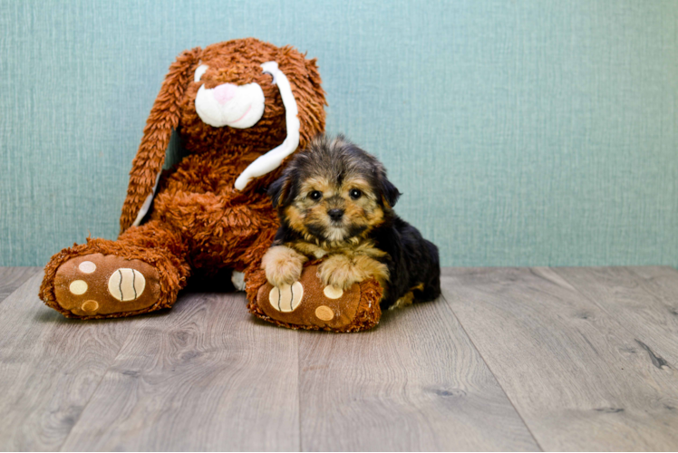 Cute Morkie Baby