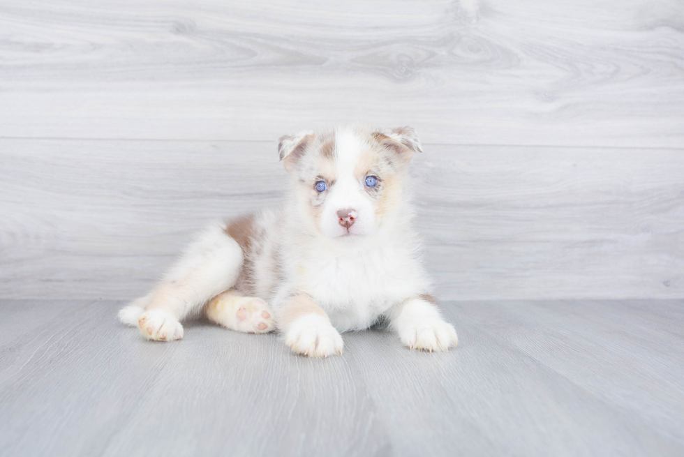 Pomsky Pup Being Cute