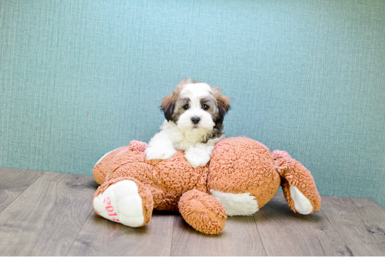 Havanese Puppy for Adoption